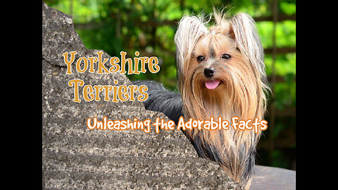 Yorkshire Terriers: Unleashing the Adorable Facts