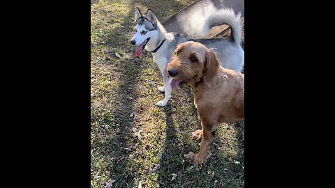 Leo the Golden Doodle playing with a beautiful Husky