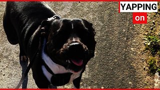 Meet the clever Staffy dog who can say HELLO