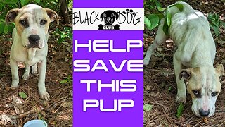 Help save this Poor Puppy I've found! | Dog Rescue! |