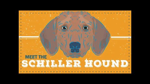 Schiller Hound | CKC Breed Facts & Profile