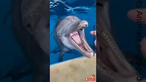 Brincando de por a mão na boca do golfinho #shorts