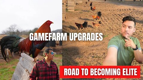 GAMEFOWL GAMEFARM UPGRADES //BECOME Elite TODAY