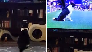 Cat Wants To Be Like Border Collie On Tv