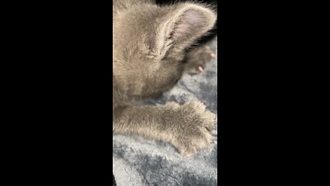 Cat Suckling Blanket