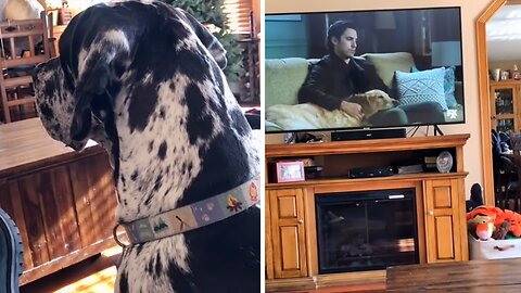 Great Dane Imitates Emotional Scene On Tv
