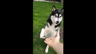 Obedient husky follows owner's completely silent commands