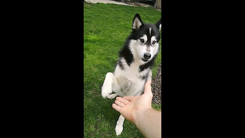 Obedient husky follows owner's completely silent commands