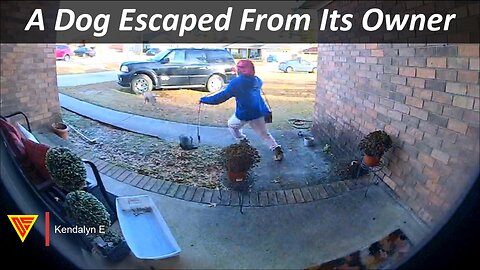 A Dog Escaped From Its Owner Caught On WYZE Cam Plus | Doorbell Camera Video