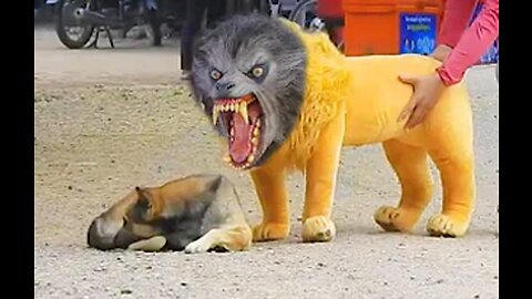 Troll Prank Dog Funny & fake Lion and Fake Tiger Prank To dog & Huge