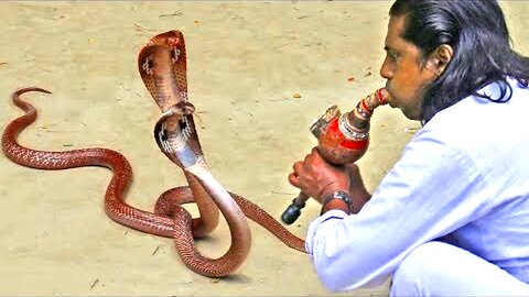 traditional street performers.cobra flute music played by snake charmer