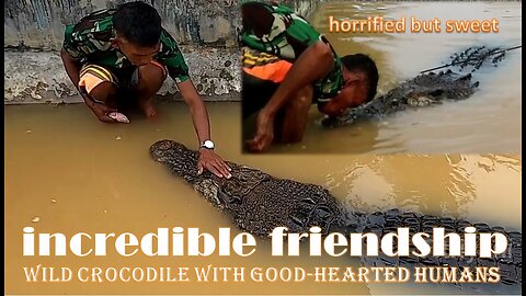 UNUSUAL FRIENDSHIP! WILD CROCODILES WITH HUMANS