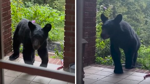 Curious Bear Closely Investigates People's Home