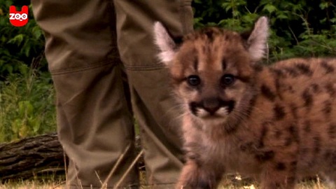 Newborn Puma Cub