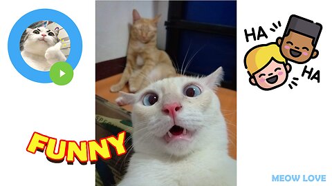 LMAO This Made My Day – Compilation of the Funniest Cat Viral Videos