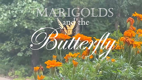 Marigolds and the Butterfly