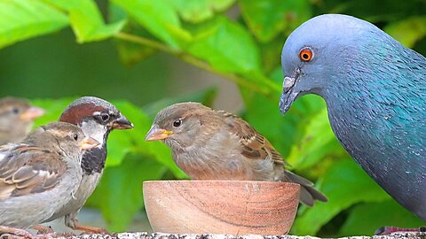 But Wait, The Pigeon Has Learned to Share with the Sparrows