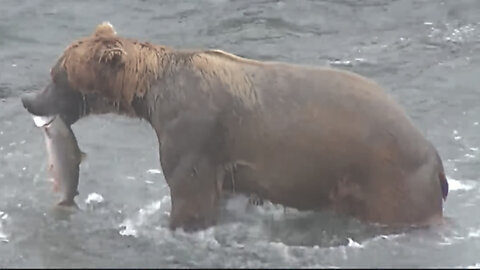 Bears feel happy about the salmon migration