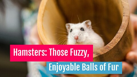 Hamsters Those Fuzzy, Enjoyable Balls of Fur