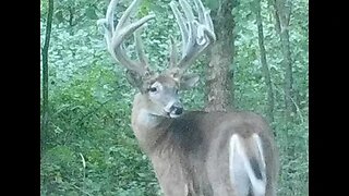 Land of the Giants - Iowa early season