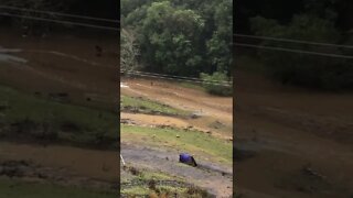 Chickens free range in subsiding flood water