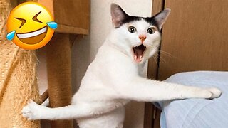 Funny Animal Videos Compilations 😂 Cats And Dogs 😺 Funny Animals Moments 😍