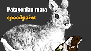 Patagonian mara speedpaint