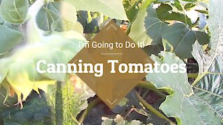 I'm going to do it! ~ Canning Tomatoes