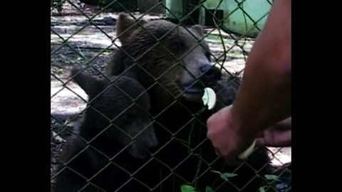 Grizzly Bear Cubs