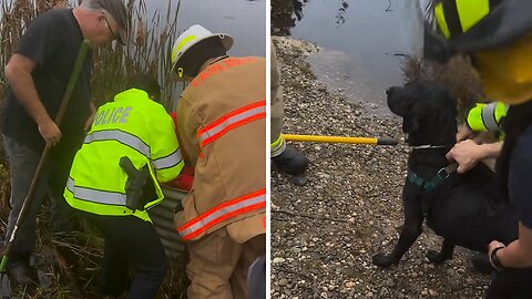 First responders rescue dog trapped in cranberry bog