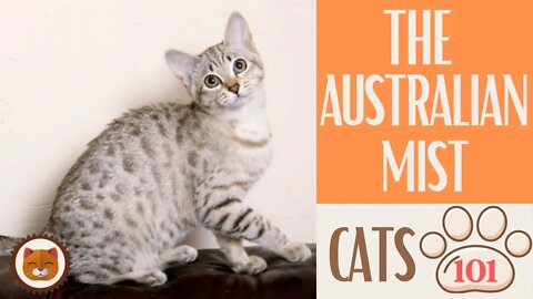 🐱 Cats 101 🐱 AUSTRALIAN MIST - Top Cat Facts about the AUSTRALIAN MIST #KittensCorner