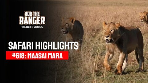 Safari Highlights #618: 21st August 2021 | Maasai Mara/Zebra Plains | Latest Wildlife Sightings
