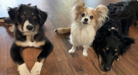 Remy Helps Train Puppy Bounder