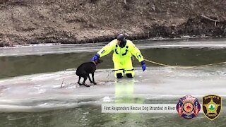 First Responders rescue stranded dog on a chunk of ice in the river