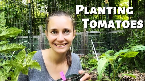 How to Plant Tomatoes!