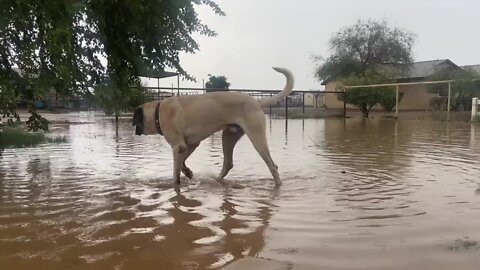 Hodor the dog in flood waters by Destaney Sperry