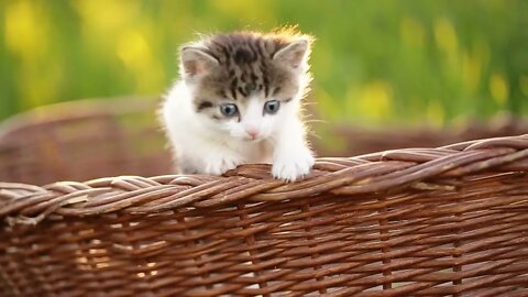 Cute kitty with blue eyes jumping from basket