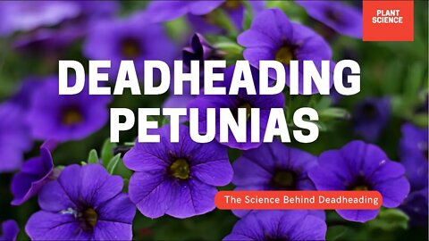 Deadheading Petunias 101. The Complete Guide To Deadheading Petunias & Pansy’s. How, When & Why