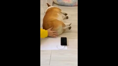 FUNNY ANIMAL VIDEO 😂🤣 | 2K23 FUNNY VIDEOS YOU MUST WATCH 🤣😂😂