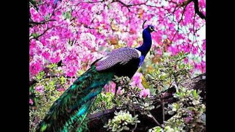 Peacock facts Animal Fact Files