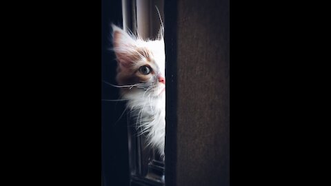 Cat Playing With Bird Doll