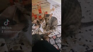 Tiktok Kittens Video 😂- Kittens meeting other Kittens Short Video