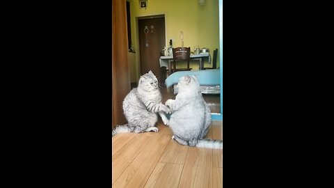 FUNNY CATS and DOGS 🐱🐶 & other CUTE ANIMALS 🐾 New Funniest Animals Videos 2023 😂
