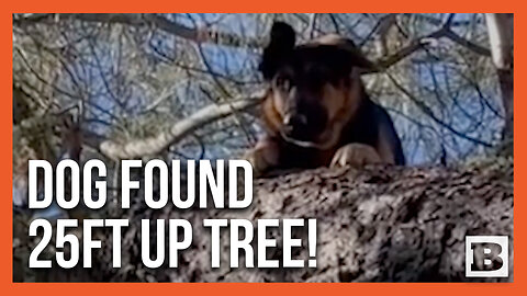 Look Up! Lost Dog "Luna" Found 25ft Up a Tree in California