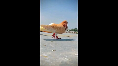 Pigeon flying Kabootar ki video #kabootar #shorts #short #youtubeshorts