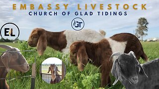 Embassy Livestock Program | Church of Glad Tidings