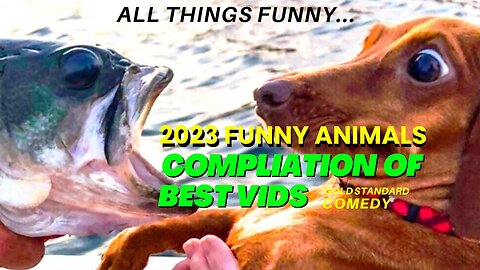 Funny Animals 2023: A Compilation of Hilarious Cats & Dogs