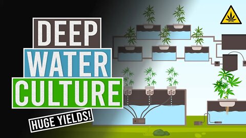 Deep Water Culture!💧You Need to try it!