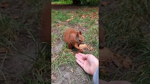 Red Squirrel Hand-Feeding with a Walnut (Slow Motion)