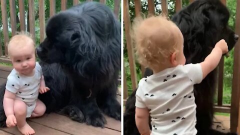 Giant dog happily babysits his favorite human